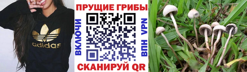 продажа наркотиков  mega сайт  Псилоцибиновые грибы прущие грибы  Владикавказ 